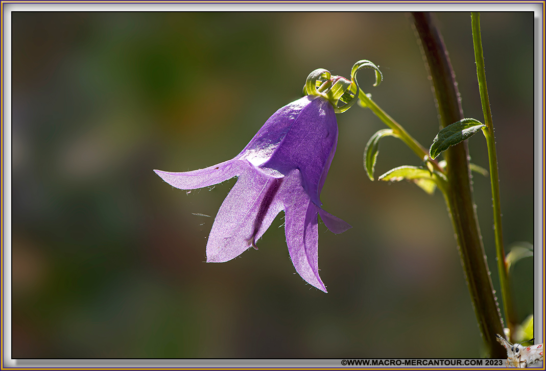 02-CAMPANULE-21-50008-CIEL-copie